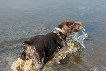 German hunting watchdog drahthaar, beautiful dog portrait in summer