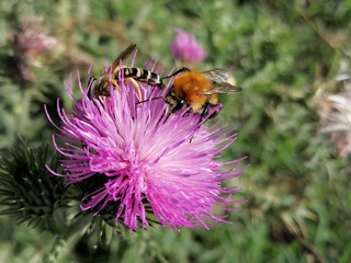 macro fiore e insetti