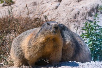 marmotte