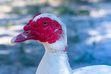 tête d'oiseau bec rouge