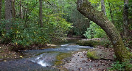 Stream in a North Carolina forest
