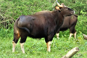 Fototapeta premium Bison in forest