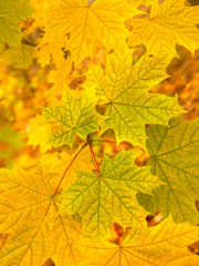 Yellow leaves