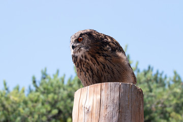 hibou prêt à l'attaque