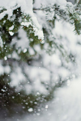 Fir tree with snow. Christmas time