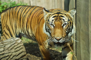 Fototapeta na wymiar The Malayan tiger (Panthera tigris tigris) close-up view