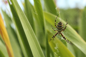 Wespenspinne im Garten