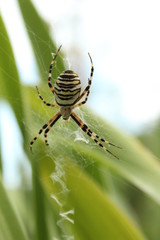 Wespenspinne im Garten
