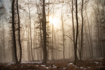 Mist in the woods
