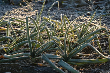 霜が降りたネギ