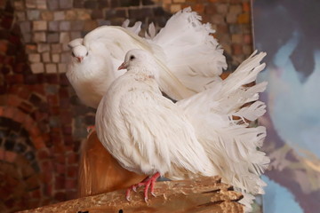 A pair of two purebred white peacock pigeons