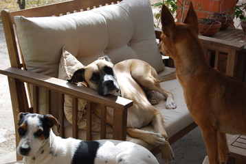 Three Dogs Resting on Garden Furniture
