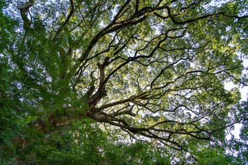 Fototapeta premium Big Camphor Laurel - Litsea coreana Leveille - is in rural area of Fukuoka prefecture, Japan.