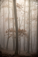 Fototapeta na wymiar Mist in the woods