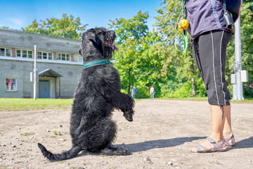 A large black dog sits on its hind legs in front of the owner