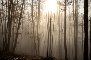 Mist in the woods