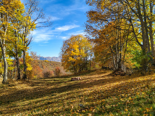 Fototapeta premium Majestic fantasy dream like atmosphere on a colorful meadow surrounded by trees during autumn calming day in the nature