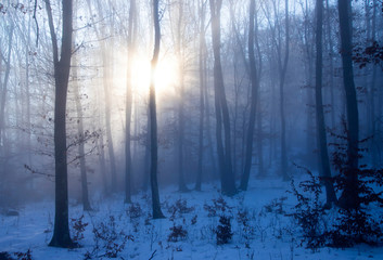 Fototapeta na wymiar Mist in the woods
