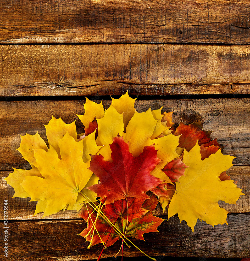 Wall mural autumn maple leaves bouquet on top view wooden boards. vertical frame with bottom side foliage and c