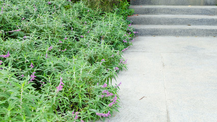 Stone stairway with little flower and grass