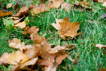 Leaves fall from a tree on green grass.