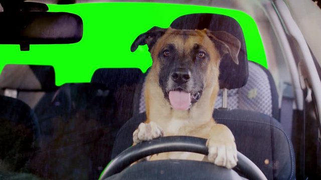 Dog driving a car, green screen background