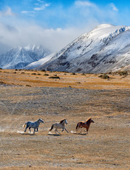Altai horses in Alpine meadows.