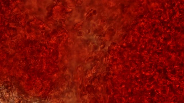 Blood under the microscope, the rapid movement of red blood cells in the blood 4K