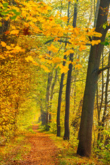 Path along yellow autumn leaves hanging on forest trees on a beautiful golden october day