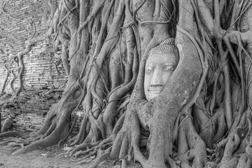 Statue in den Wurzeln eines Baumes