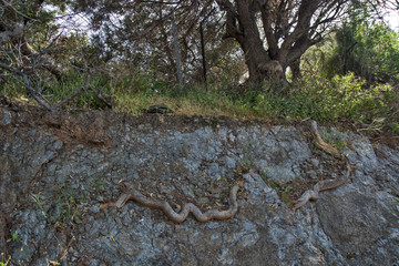 Root of a tree in a rock