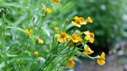 Yellow daisy wild flower on green field
