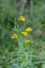 Yellow daisy wild flower on green field
