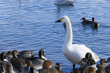 白鳥と鴨。冬の猪苗代湖。福島　日本。１月下旬。