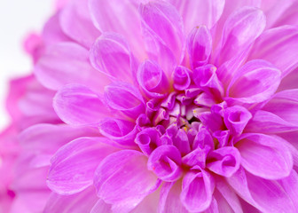Pink Chrysanthemum up close