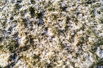 First snow and green grass