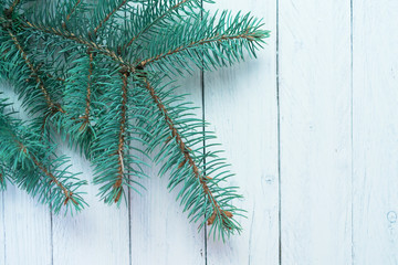 Christmas tree branch on white wooden background. Copy space.