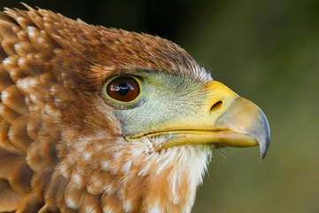Close up head and shoulders portrait of a beautiful juvenile Bateleur Eagle (Terathopius ecaudatus)