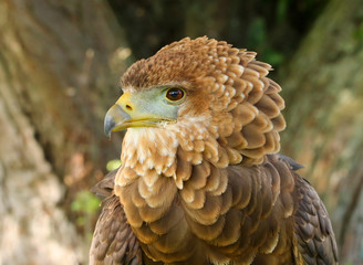 Close up head and shoulders portrait of a beautiful juvenile Bateleur Eagle (Terathopius ecaudatus)