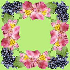 Beautiful background of pink Alstroemeria and blue grapes. Isolated