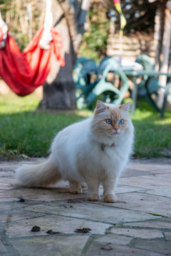 Persan Images Browse 2 938 Stock Photos Vectors And Video Adobe Stock