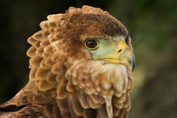 Close up head and shoulders portrait of a beautiful juvenile Bateleur Eagle (Terathopius ecaudatus)