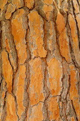 Texture of pine bark of orange tone, closeup, vertical orientation