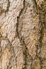 Carved texture of the Crimean pine bark, closeup, Vertical orientation