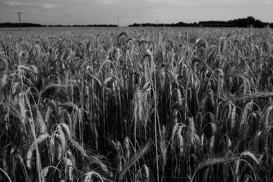 Field with grain