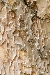 Carved texture of the Crimean pine bark, closeup, Vertical orientation