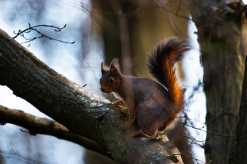 écureuil roux dans arbre