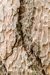 Carved texture of the Crimean pine bark, closeup, Vertical orientation