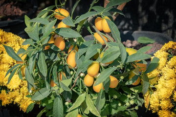 detailed photos of citrus fruits