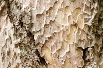 Carved texture of the Crimean pine bark, closeup